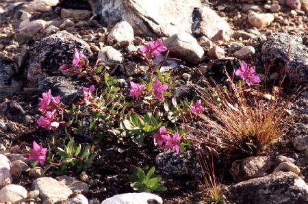 Purple Flower