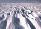 Snowscape