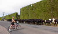 biking with cows